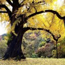 천과나무 이미지