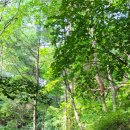 원주굽이길 원2코스 구학산둘레숲길 | 안드레아의 하계 원주굽이길 원2코스 구학산둘레숲길 2022-07-04