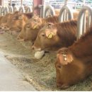 승부축산 이미지