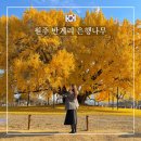 장곡면 지정1리마을회관 | 원주 반계리 은행나무 단풍 명소 11월 중순 실시간 주차 및 포토존