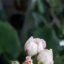 탱이언니 이미지