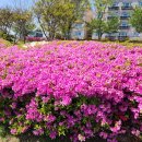 천안축구센터작은도서관 | 천안 축구센터 산책 후기｜봄꽃 구경하기 좋은 산책 코스 추천!