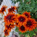 루드베키아 이미지