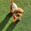 도그아레아 이미지