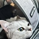우산쓴고양이 | 서울 강서구 고양이호텔 우산쓴고양이 럭셔리룸 내돈내산 추천