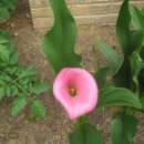 카라꽃 씨앗, 단모환(흰색,붉은색), 보라사랑초 식물체 나눔(3분) 이미지