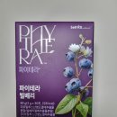 파이솔루션 | 안토시아닌 함량 보증으로 간편하게 챙기는 빌베리스틱 추천ㅣ파이테라 빌베리 후기