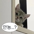 본가옛날통닭 이미지