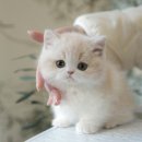 아담스펫 강아지분양 고양이분양 강남점 이미지