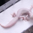 마초게코