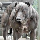 캐비어동물병원 이미지