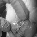 대천동물병원 이미지