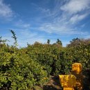 제주 올레길 19코스 | 제주 올레길 19코스 후기(feat. 서우봉 마의 구간 17km)