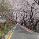 배알도수변공원(1-캠핑장) 이미지