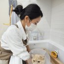 멍개그루밍 네이버블로그