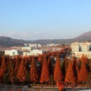 용호초등학교사거리 이미지