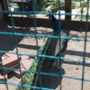 보광목장 이미지