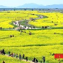 낙동강관리본부 대저생태공원 3 이미지