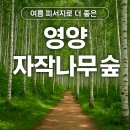 영양 자작나무 숲 여행 추천
