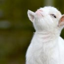 아기염소 이미지