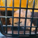 똥싼 강아지 펫아울렛 이미지