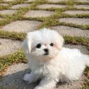 청주강아지분양 애견입양 애견미용 바른펫 | 우리 집 새 가족 찾기 청주강아지분양 바른펫에서 행복을 만났어요