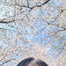 난타고고장구 | 2026 신대방 어울림 벚꽃축제 다녀온 자세한 후기 동작구 도림천 개화 시기