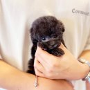 에이스 켄넬 | 구리강아지분양 실버푸들 운명이야!