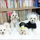 달샘 이미지