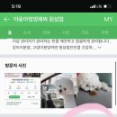 야옹아 멍멍해봐(미용) 네이버블로그