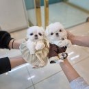 펫블리강아지&미라클고양이 이미지