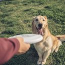 펫코노미 이미지