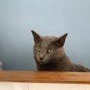 페츠온동물병원 이미지