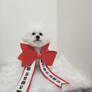 털찐댕댕이