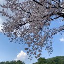 암곡와동 | [경주] 숨겨진 벚꽃 명소, 암곡벚꽃 터널