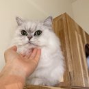 몽실캣 이미지