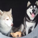 성주허스키켄넬 이미지