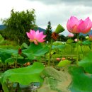 낙동강변7 이미지