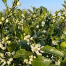 해난디아장 이미지