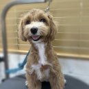 새하얗개 이미지