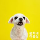 애니네 반려견 미용실 이미지