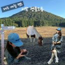 방목내 | 제주 명소:: 서쪽 말 방목 오름 솔직후기 포토존 출입금지 [궷물오름]
