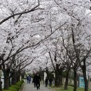 벚꽃주택 이미지