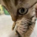 루우루우 이미지