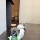 스니프 아틀라스 이미지