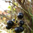 검은 열매들(개맥문동, 인동, 민처가시덩굴, 까마중..) 이미지