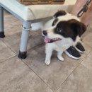 왕궁동물병원 이미지