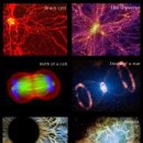 우주는 거대한 생명체의 세포라는 프랙탈 우주론 이미지