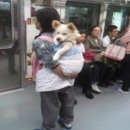 개팔자상팔자 이미지