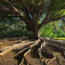 나무뿌리한의원 이미지